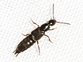 Philonthus quisquiliarius
